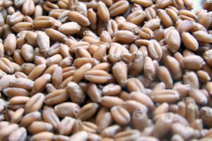 Wheat berry