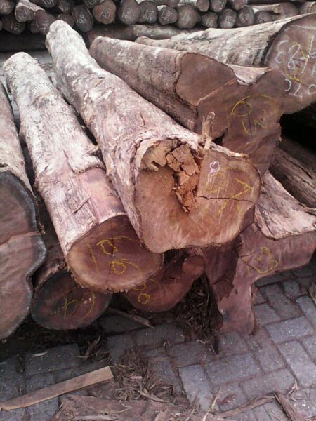 teak-wood-logs-1277953